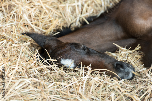 Newborn arab