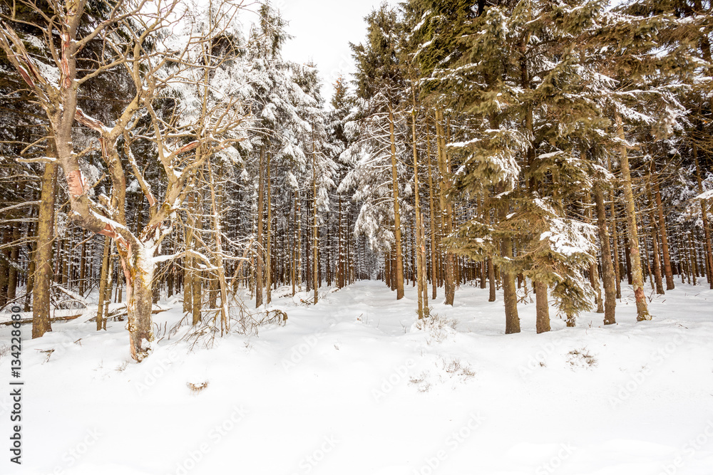 Fototapeta premium An lot of trees