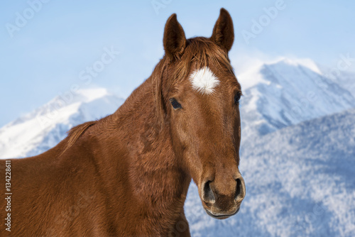 Portrait of a beautiful horse