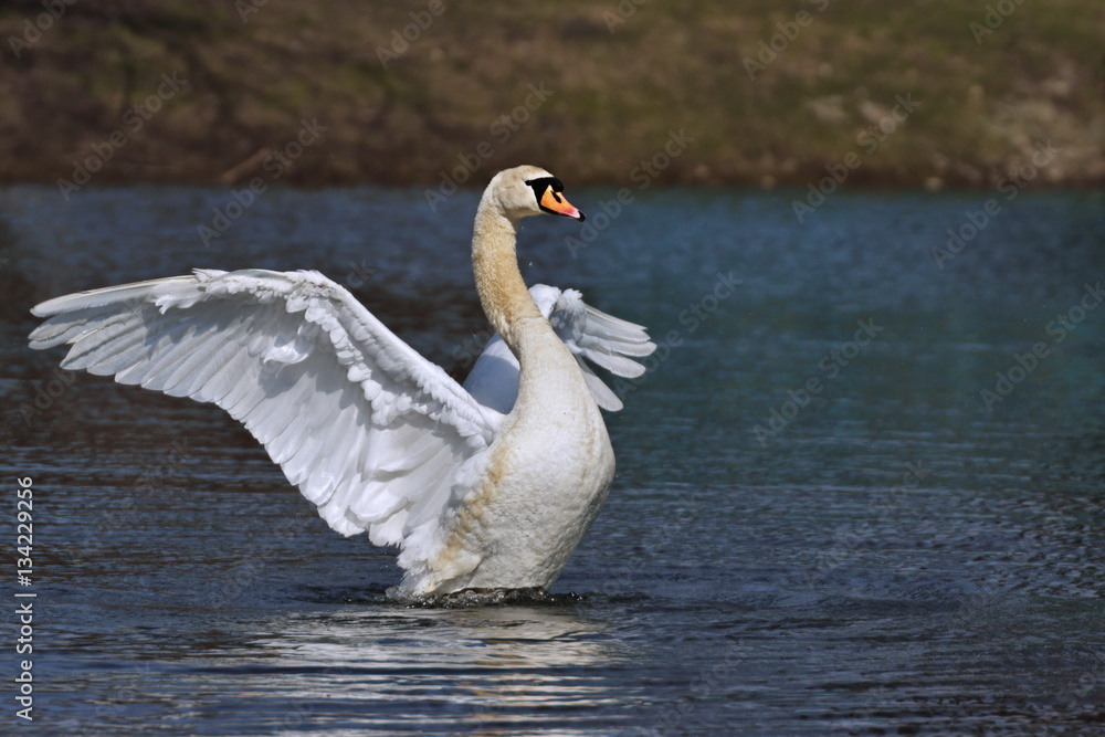 Mute Swan (Cygnus olor) flapping its wings on the water