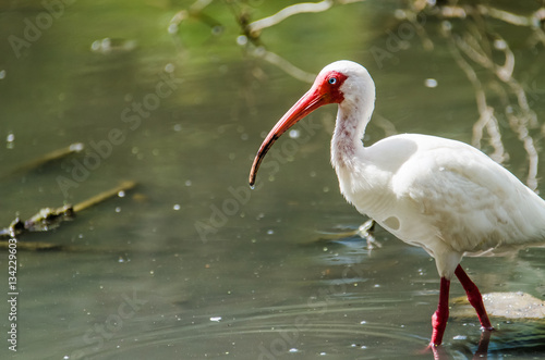 Φωτογραφία American white ibis with red curved bill and legs drinking from