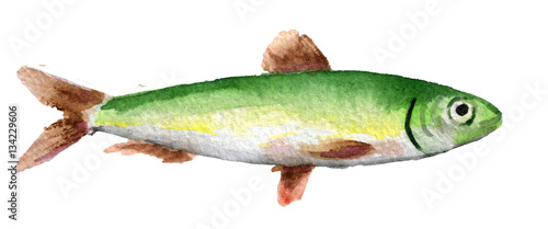 watercolor sketch of sardine isolated on white background photo