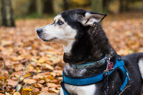 Obraz na plátně Husky hat Angst