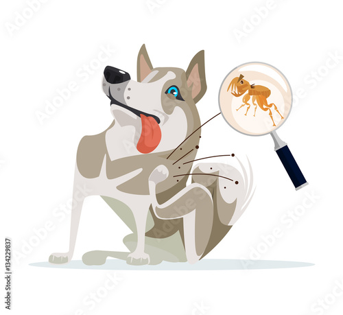  Dog character scratches fleas off. Vector flat cartoon illustration