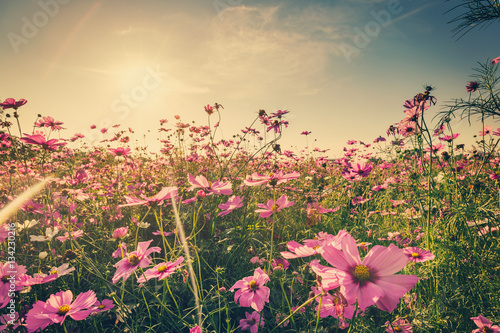 Field cosmos flower and sky sunlight with Vintage filter.