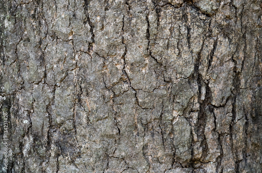 close up old brown wood bark texture for background with copy space close up old brown wood bark texture for background with copy space