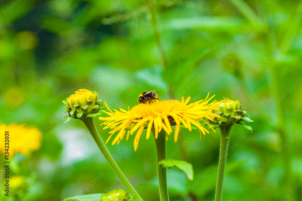 macro from a flower with a bumblebee macro from a flower with a bumblebee