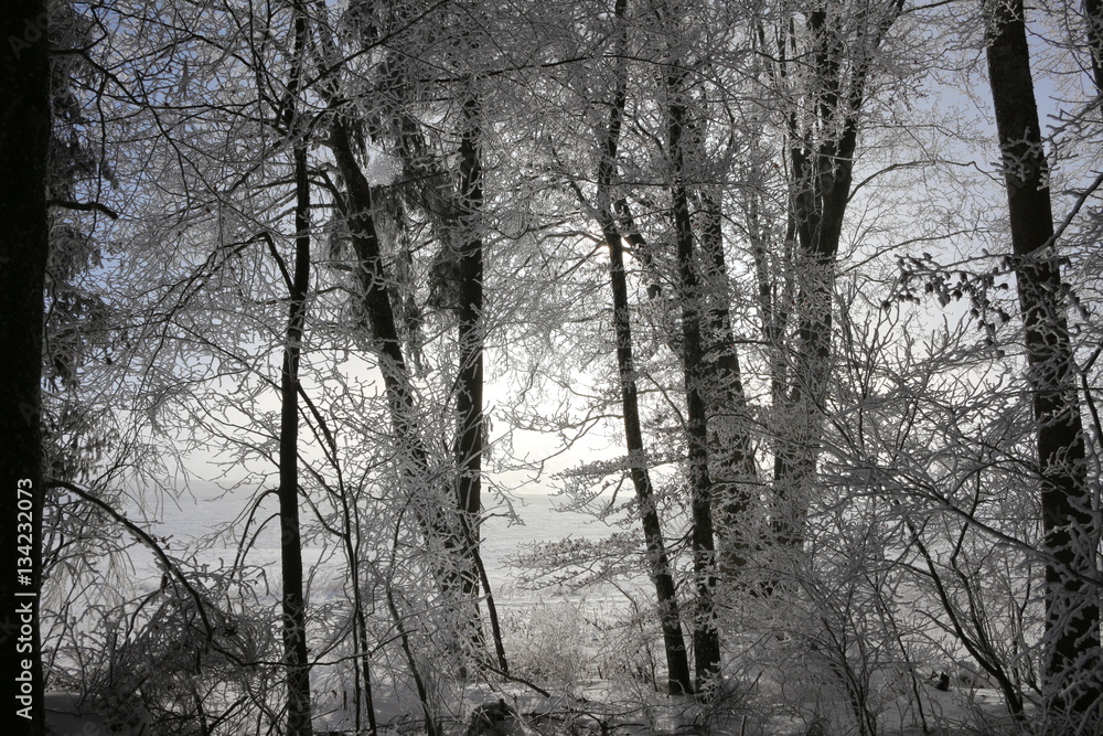 Verschneiter Winterwald Verschneiter Winterwald