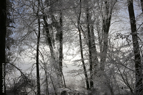 Verschneiter Winterwald