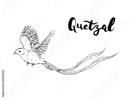 hand drawn graphic isolated bird Quetzal with handwritten words photo