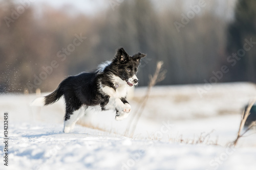 Border Collie Welpe spielt im Schnee