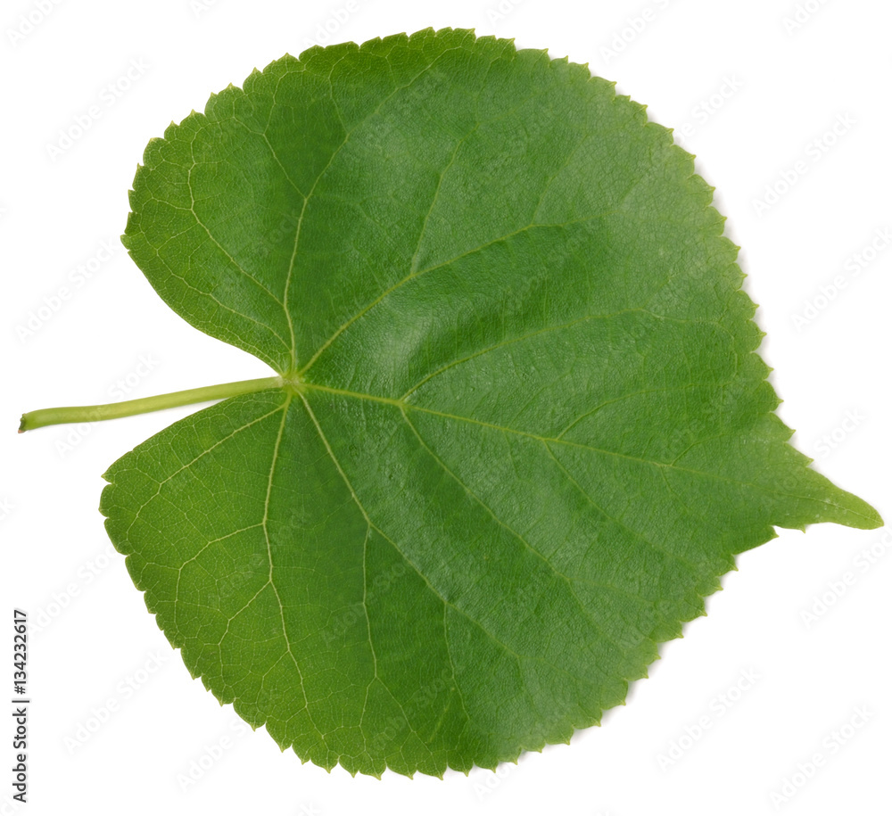 Obraz premium Linden leaf