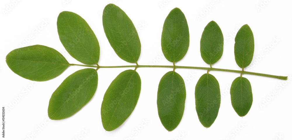 Acacia leaves Acacia leaves