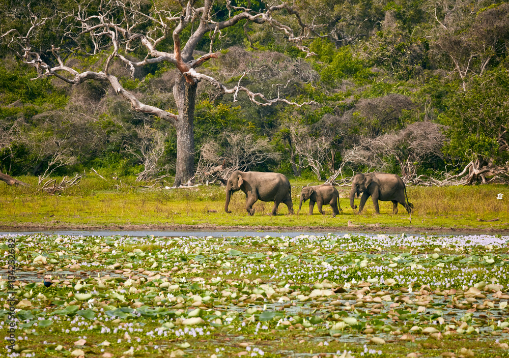 Naklejka premium Elephants family in wild nature. Yala National Park. Sri Lanka