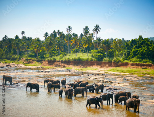 Photography Elephants bathing. Sri lankan elephants in the river