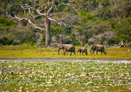 Fototapeta na wymiar Elephants family in wild nature. Yala National Park. Sri Lanka