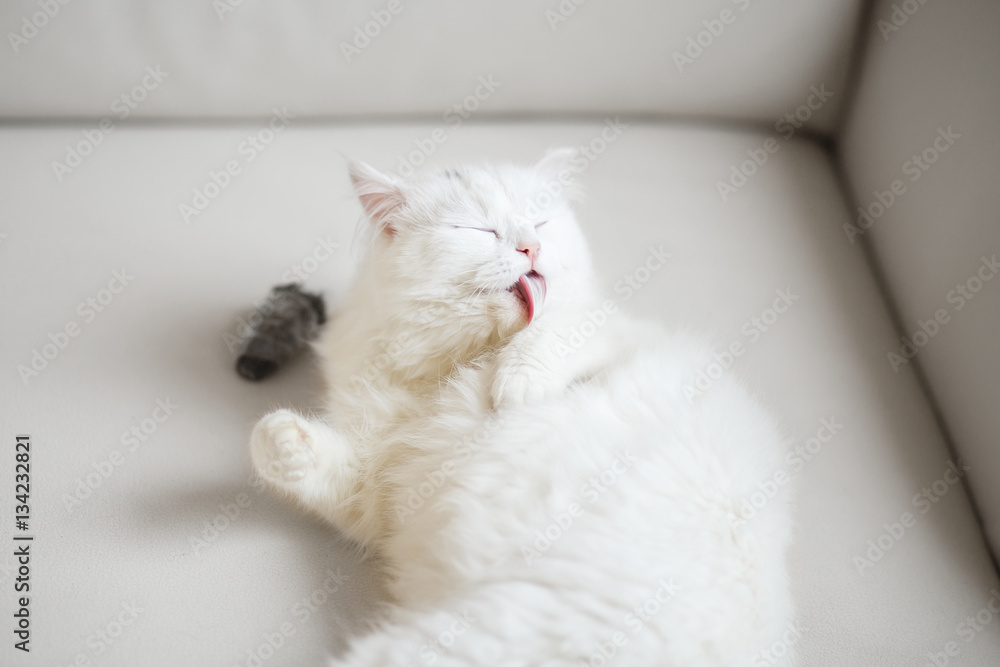 White fluffy cat lying on the sofa