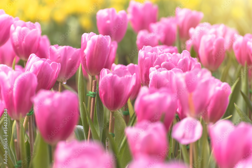 Beautiful bouquet of pink tulips in spring season with flare of sunlight in morning