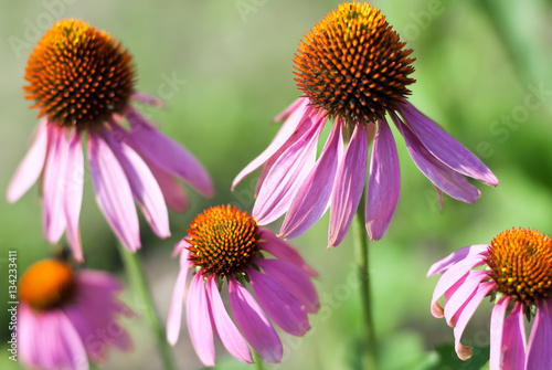 Echinacea flowers. Shallow DOF