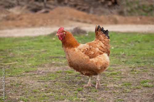 Brown chiken