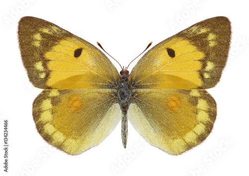 Butterfly Colias myrmidone ermak on a white background