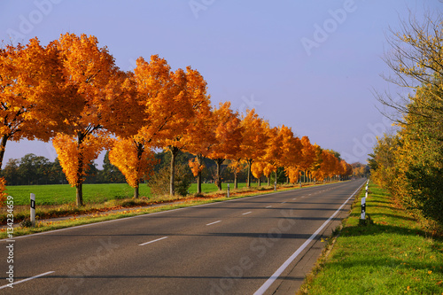 Leaf fall avenue