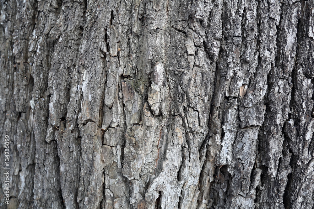 The textured surface of the multi-year bark of deciduous tree in the forest The textured surface of the multi-year bark of deciduous tree in the forest