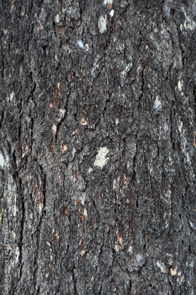 The textured surface of the multi-year bark of deciduous tree in the forest The textured surface of the multi-year bark of deciduous tree in the forest