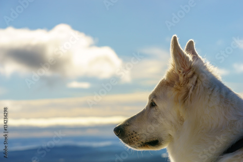 Weißer schweizer Schäferhund mit wunderschöner Aussicht