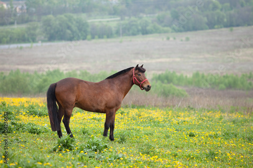 brown horse grazing © coffeemill
