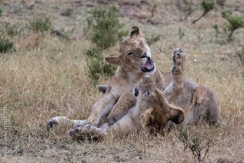 Lion cubs playing in golden grass. Lion cubs playing in golden grass.