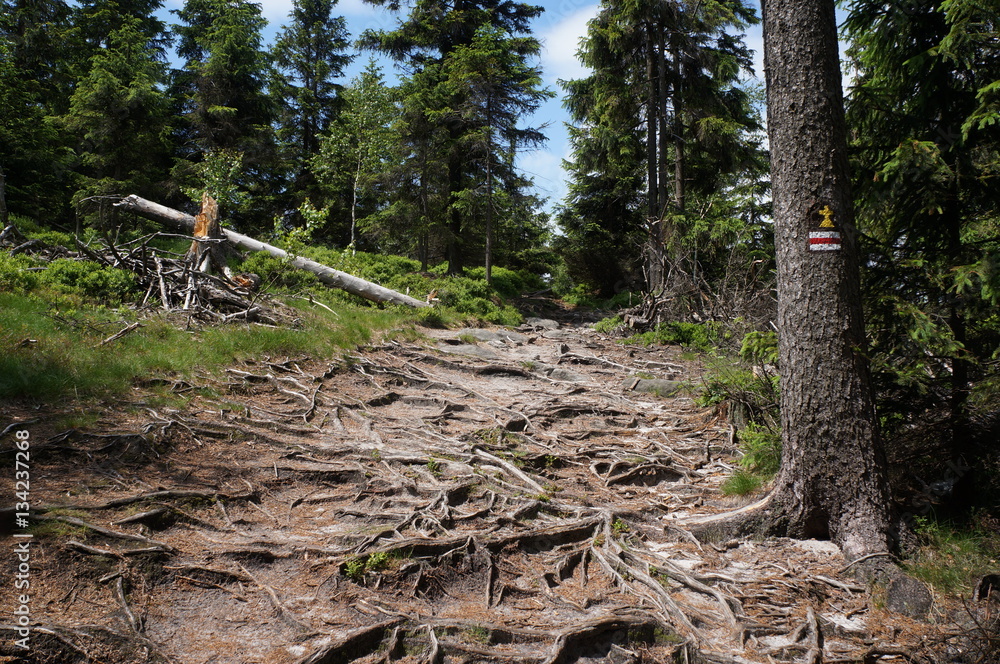 Szlakim wśród lasów