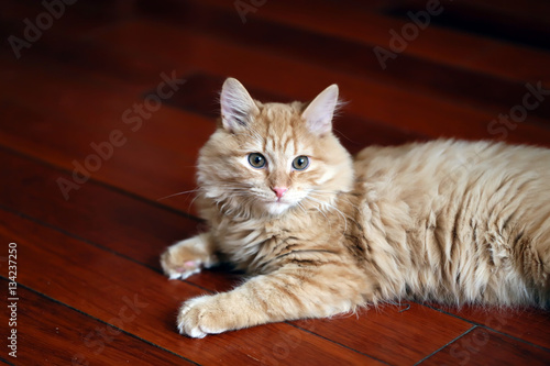 Домашний рыжий кот лежит на деревянном полу
