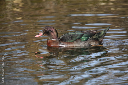 Billede på lærred Stockente