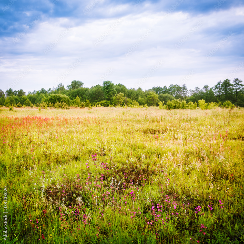 Spring landscape with meadow and forest in the morning. Nature of Russia.