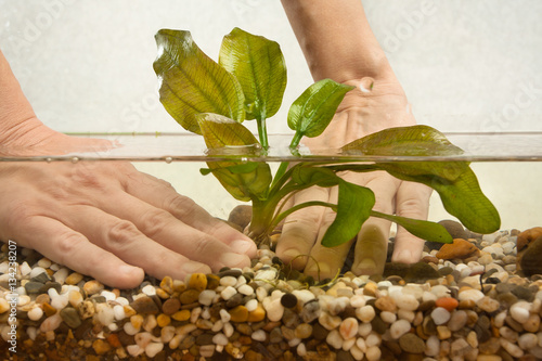 hands of aquarist planting water plant echinodorus in aquarium photo