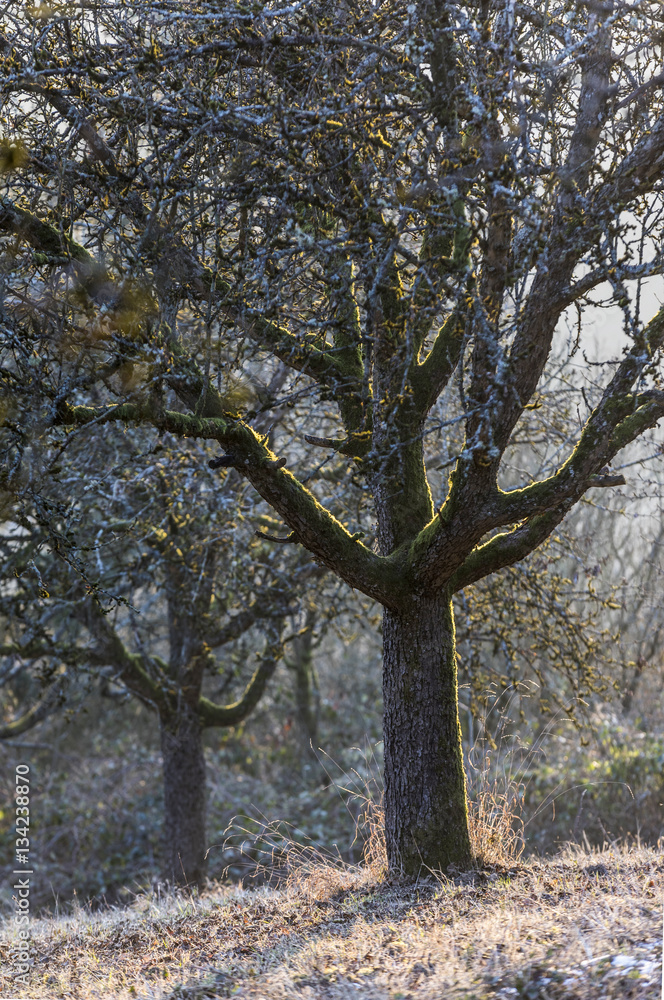 apple trees in winter in evening light apple trees in winter in evening light
