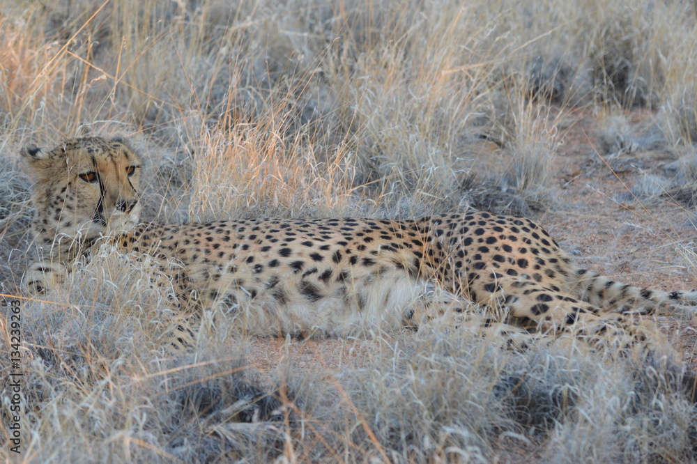 Fototapeta premium Leopard in der Steppe
