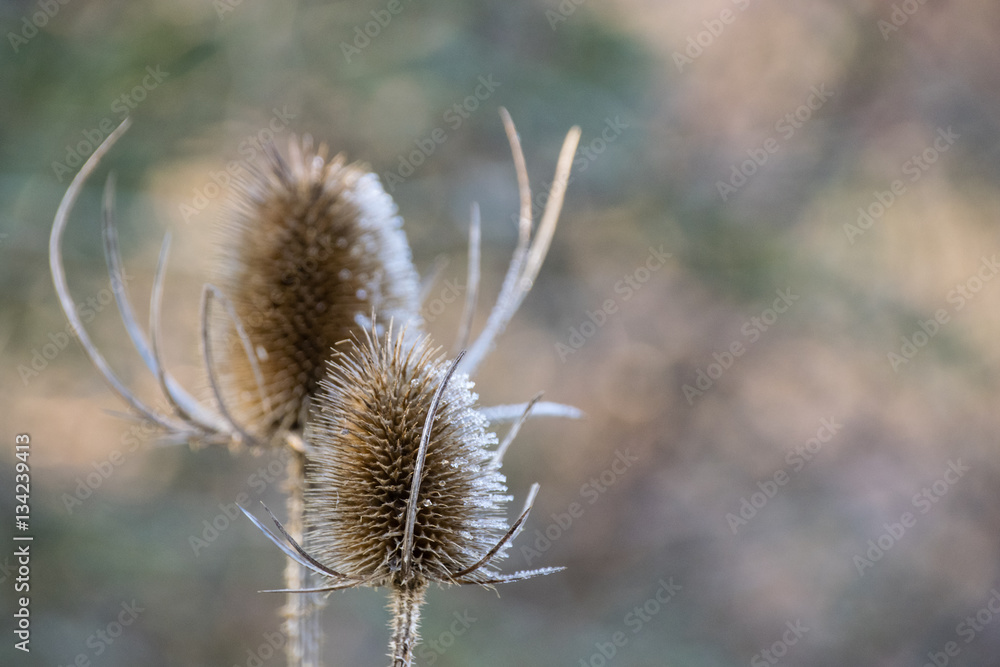 Frost on dried teasel seed head Frost on dried teasel seed head