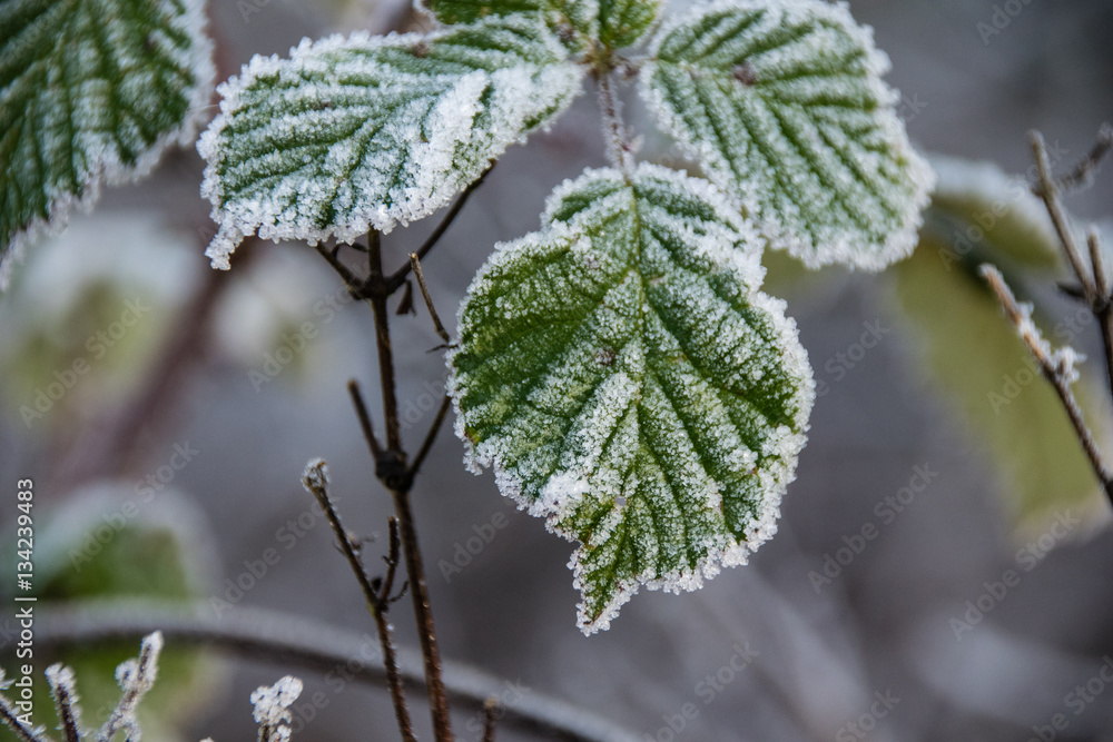 Frost on the ridges of green leaves Frost on the ridges of green leaves