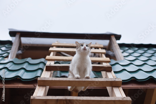 Cat comes down from the roof