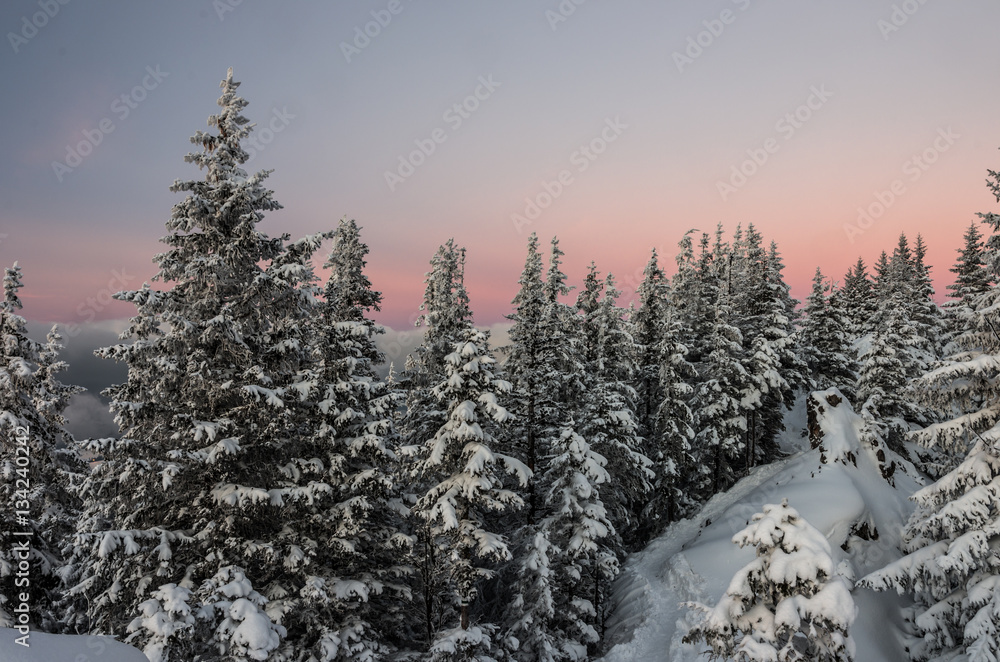 Fototapeta premium Winter landscape, Poland, mountain forest in the evening