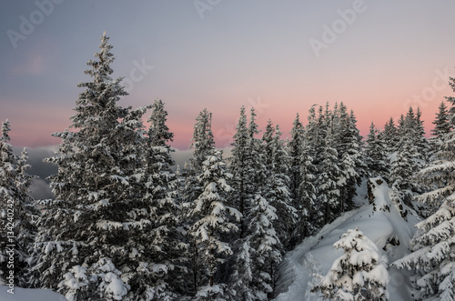 Fototapeta Naklejka Na Ścianę i Meble -  Winter landscape, Poland, mountain forest in the evening