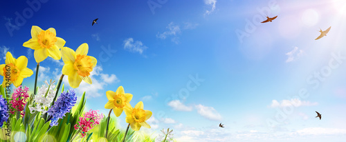 Spring And Easter Banner - Daffodils In The Fresh Lawn With Fly of Swallow 
