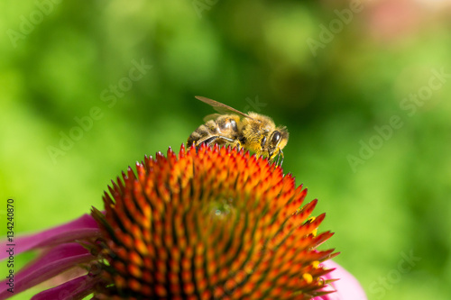 Bee on a Flower