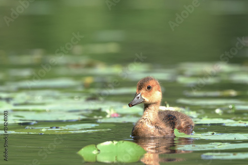 Young European (Anas penelope) swimming in the pond © Juha Saastamoinen