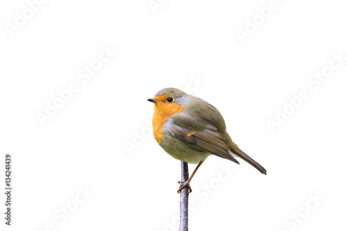little red bird Robin sitting on a branch in the Park on a white isolated background