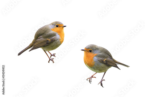 two little birds Robins on a white isolated background