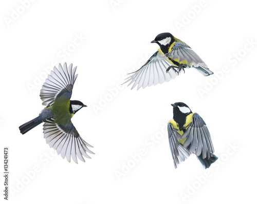 a small bird flies on white isolated background in various poses