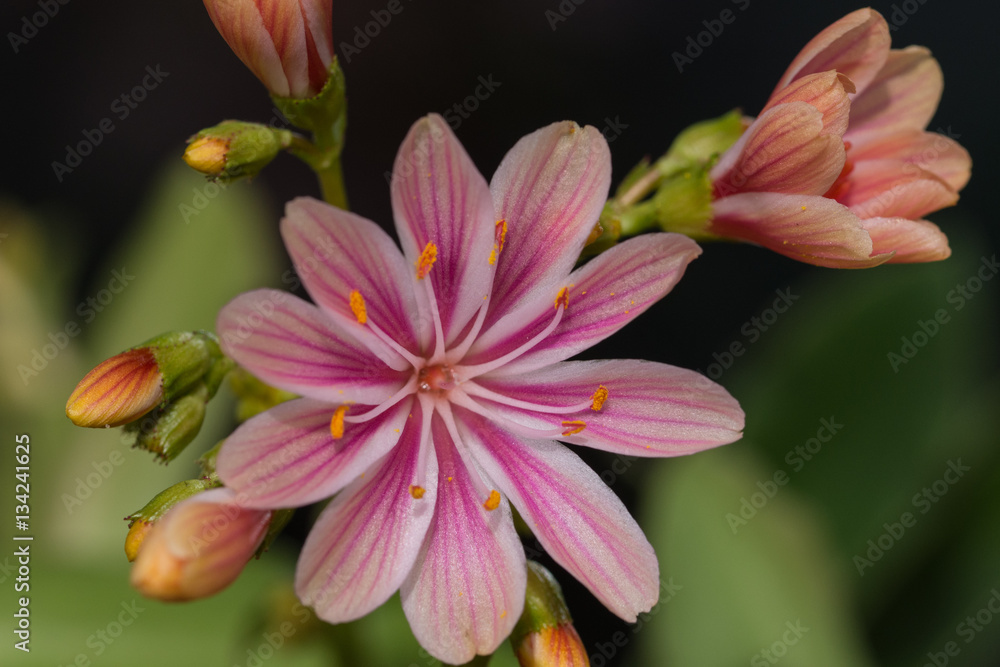 Fototapeta premium Stripped lewisia pink flower and its bud